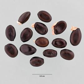   Seeds:   Acacia melanoxylon , dark brown seeds, some with pale arils, and some with arils missing; Photo by M. Maher, USDA APHIS PPQ ITP, imageID.idtools.org
